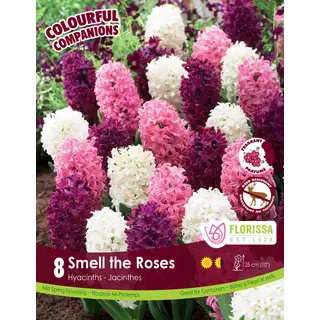 Hyacinth Mix - 'Smell the Roses' 8/pkg