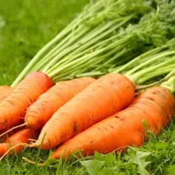 Carrot - Danver's Half Long (Bulk Seed)