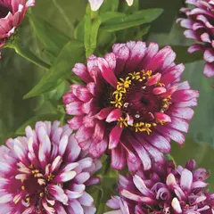 Zinnia - Mazurkia (Bulk Seed)