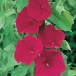 Morning Glory - Scarlet O'Hara (Bulk Seed)