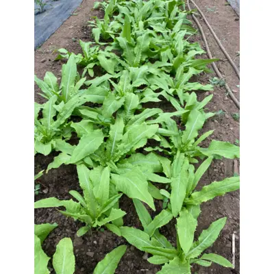 Lettuce - Taiwanese Sword Choi (Seed)