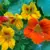 NASTURTIUM JEWEL DWF DBL 25G