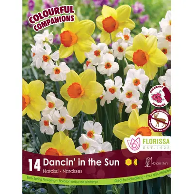 Daffodil Mix - 'Dancin' in the Sun' 14/pkg