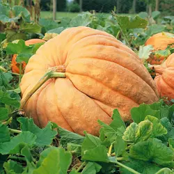 Pumpkin - Atlantic Giant (Bulk Seed)