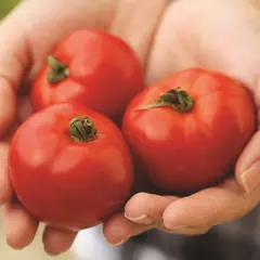 Tomato - Celebrity Hybrid (Bulk Seed)