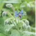 Herb - Borage (Seed)