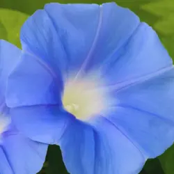 Morning Glory - Clarke's Blue (Bulk Seed)