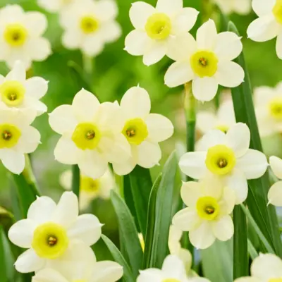 Daffodil - 'Minnow' 10/pkg