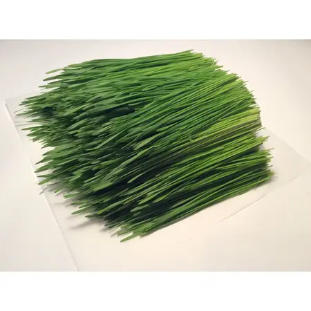 SPROUTS WHEATGRASS OG | 1 TRAY / 10x20"