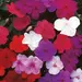 Impatiens - Busy Lizzie Value Hybrids (Seed)
