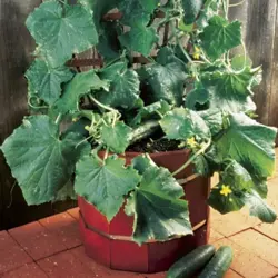 Cucumber - Salad Bush (Bulk Seed)