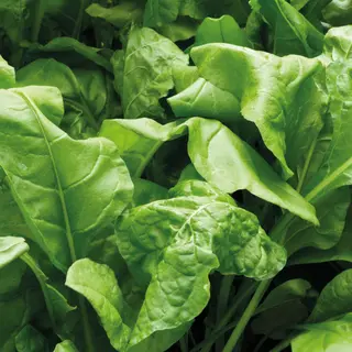 Perpetual Spinach - Leaf Beet (Seed)