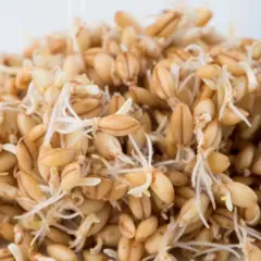 Mumm's Barley Sprouts