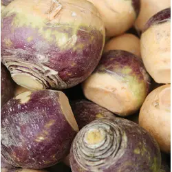 Rutabaga - Laurentian (Bulk Seed)