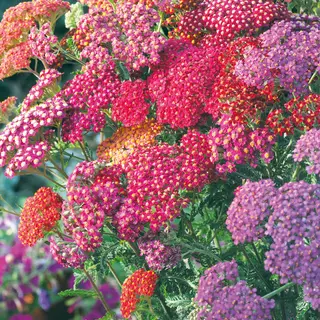 Yarrow - Summer Berries (Seed)