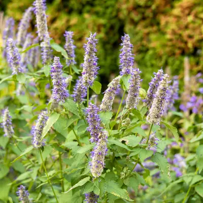 Mint - Korean (Seed)