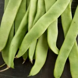 Bean - Roma II (Bulk Seed)