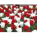 Tulip Mix - 'Canadian Eh!' 16/pkg