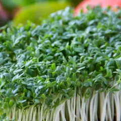 Herb - Cress / Peppergrass (Bulk Seed)