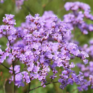Siberian Statice (Seed)