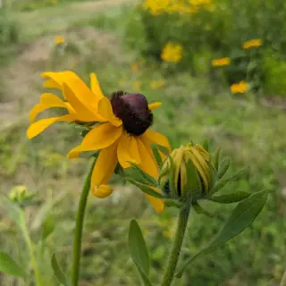 Black-Eyed Susans (Seed)