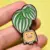 THE PLANT BUDDIES - WATERMELON PEPEROMIA