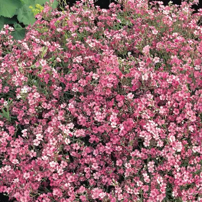 Baby's Breath - Rose (Seed)