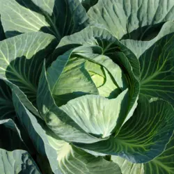 Cabbage - Danish Ballhead (Bulk Seed)