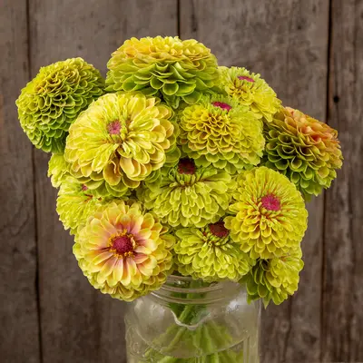 Zinnia - Queeny Lime Blotch (Organic Seed)
