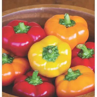 Sweet Pepper - Hungarian Cheese Pepper Mix (Seed)