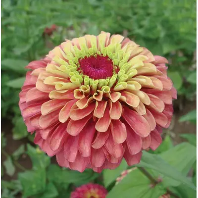 Zinnia - Queeny Lime Red (Seed)