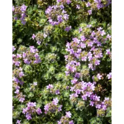 Mother of Thyme (Bulk Seed)