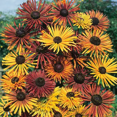Rudbeckia - Chim Chiminee (Seed)