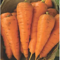 Carrot - Chantenay (Bulk Seed)