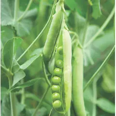 Pea - Sugar Ann (Bulk Seed)