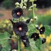 Hollyhock - Black Knight (Seed)