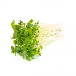 Green Kale Sprouting Seed