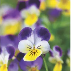 Johnny Jump Ups (Bulk Seed)