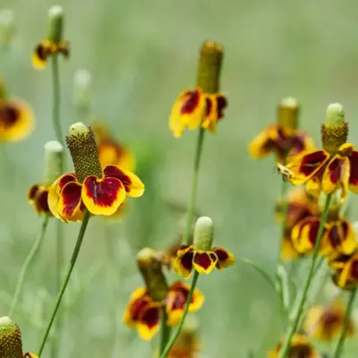 Prairie Coneflower (Seed)