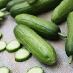 Cucumber - Diva Hybrid (Bulk Seed)