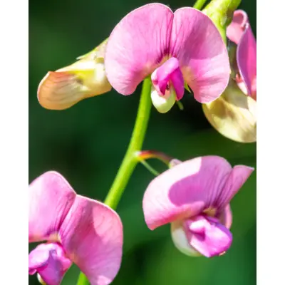 Sweet Pea - Everlasting Choice Mixture (Seed)