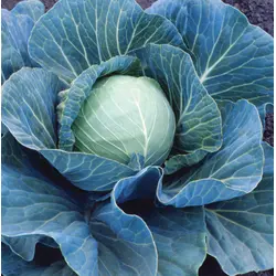 Cabbage - Stonehead Hybrid (Bulk Seed)