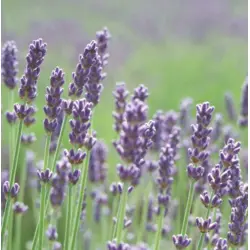 Herb - Lavender (Bulk Seed)