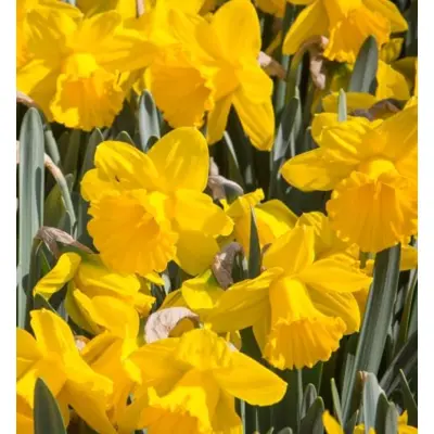 Daffodil - 'Dutch Master' 8/pkg