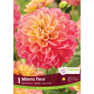 Dahlia - 'Milena Fleur' 1/pkg