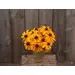Rudbeckia - Marmalade (Organic Seed)