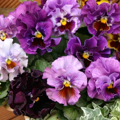 Pansy - Moulin Rouge (Seed)