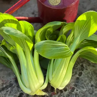 Pak Choi - Goku (Seed)
