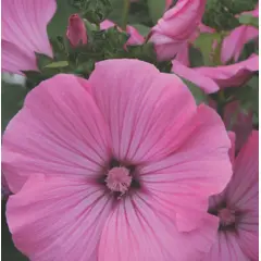 Lavatera - Silvercup (Bulk Seed)