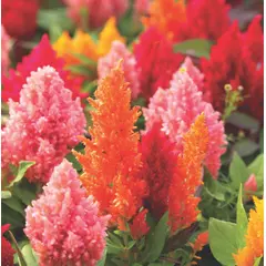Celosia - Glorious Mix (Bulk Seed)